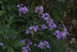 Phlox paniculata bestellen